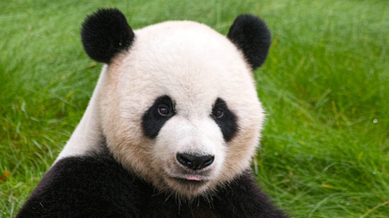 panda bek