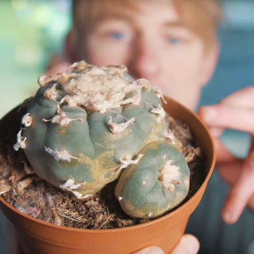 Drugslab - Rens eet een Peyote cactus